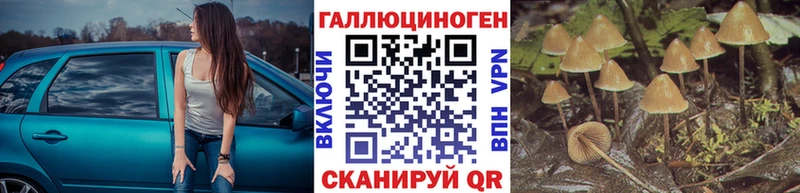 Псилоцибиновые грибы Cubensis  kraken   Балашиха 